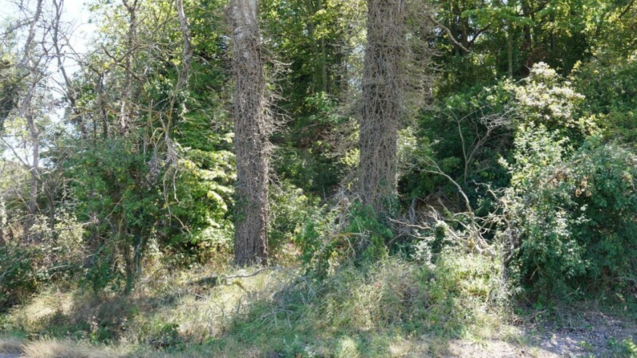 Vente terrain BEAUMONT-LES-VALENCE - photo