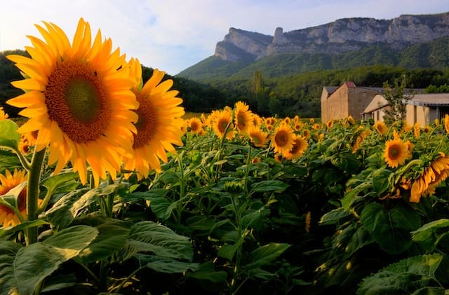 Drôme